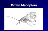 Chapter 30 Diptera