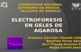 Electroforesis en Agarosa