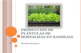 Producción de Plántulas de Hortalizas en Bandejas
