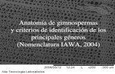 anatomía de gimnospermas
