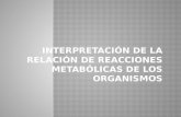 Interpretación de la relación de reacciones metabólicas de los organismos