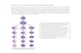 Morfología de los neutrófilos, eosinofilos y basofilos