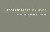 Ascaridiasis en Aves