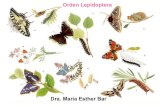 Orden Lepidoptera