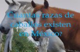 Cuantas razas de caballos existen en México
