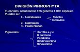 2.- PYRROPHYTA
