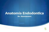 Anatomia Endodontica