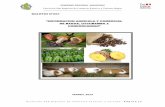 Boletin Informativo Agricola y Comercial de Bagua