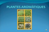 Plantes aromàtiques