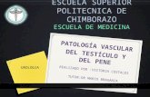 Patologia vascular  testiculo y pene Victoria Costales