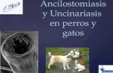 Ancilostomiasis y uncinariasis  en perros y gatos