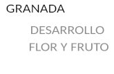 Granada imagenes desarrollo de flor y fruto