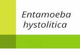 Entamoeba Hysolitica