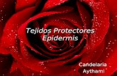 Tejidos Protectores Epidermicos Candelaria Ayhtami