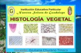 Histologia  vegetal