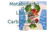 metabolismo de lípidos e hidratos de carbonoo