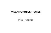 2. mecanorreceptores. tacto