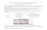 Tema12-Esclerénquima- Hipertextos de Botánica Morfológica