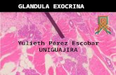 Glandula endocrina
