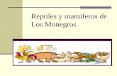 Reptiles y mamíferos de Monegros