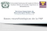Bases neurofisiológicas y procedimientos básicos de fnp