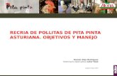 Recria de pollitas de pita pinta asturiana langreo 2012