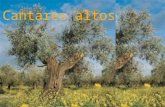 Cantares altos - Andaluces - Rafael Alberti, Miguel Hernández