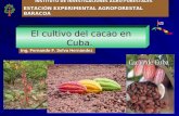 El cultivo del cacao en cuba