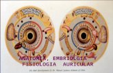 Anatomia, embriologia y fisiologia auricular 2