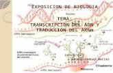 transcripcion y traduccion del ADN