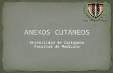 ANEXOS CUTÁNEOS
