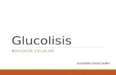 Glucolisis y lipolisis