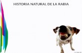 Historia natural de la rabia