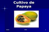Cultivo De Papaya