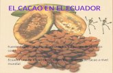 Crisis cacaotera