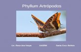 Phyllum artrópodos