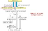 Transporte hacia mitocondria