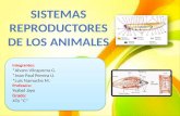Sistema reproductores de animales