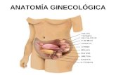 Anatomia ginecologica