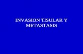 Invasion Tisular2