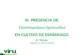 Elasmopalpus lignosellus en Espárrago