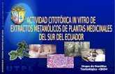 ACTIVIDAD CITOTÓXICA IN VITRO DE EXTRACTOS METANÓLICOS DE PLANTAS MEDICINALES DEL SUR DEL ECUADOR