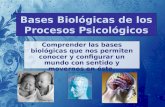2. bases biológicas de los procesos psicológicos