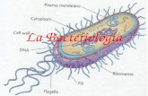 Presentacion bacteriologa-1232039855068207-1