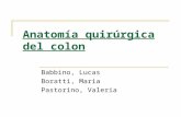Anatomía quirúrgica de colon