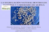 La SegregacióN Natural Dentro Los Ecotipos Y Variedades De Quinua  A. Bonifacio Rm