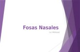 Fosas nasales anatomia
