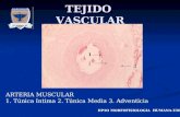 Tejido vascular 2