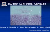 Tejido linfoide (Histologia)