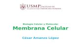 Membrana celular amanzo_2011 (pp_tminimizer)
